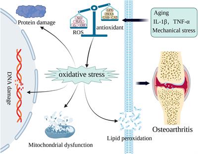 Therapeutic targets and potential delivery systems of melatonin in osteoarthritis